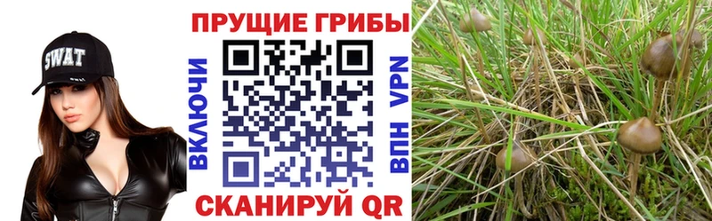 Псилоцибиновые грибы Magic Shrooms  mega сайт  Александровск 